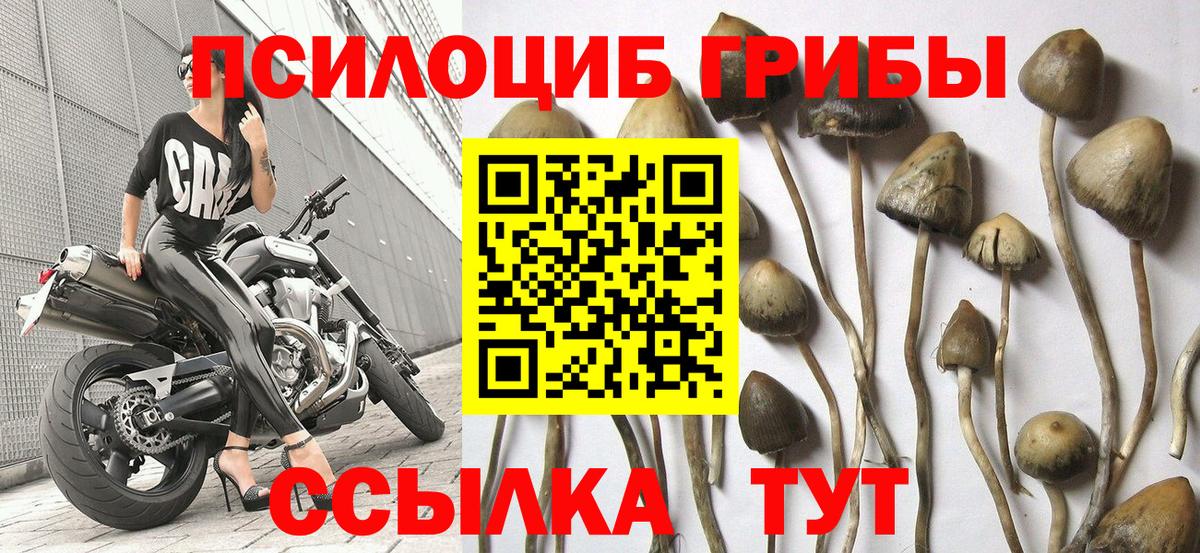 Кулебаки  Псилоцибиновые грибы Magic Shrooms  Псилоцибиновые грибы Cubensis  Вход с VPN 